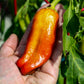 75 CUBANELLE PEPPER (Italian Sweets / Banana Pepper / Italian Frying Pepper) Capsicum Annuum Vegetable Seeds