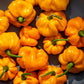 40 Yellow JAMAICAN HOT PEPPER Capsicum Chinense Scotch Bonnet Vegetable Seeds