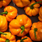 40 Yellow JAMAICAN HOT PEPPER Capsicum Chinense Scotch Bonnet Vegetable Seeds