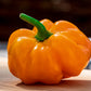 40 Yellow JAMAICAN HOT PEPPER Capsicum Chinense Scotch Bonnet Vegetable Seeds
