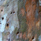 50 LEMON SCENTED EUCALYPTUS Citriodora Tree aka Lemon Bush & Spotted Gum - Colorful Bark White Flower Tree Seeds