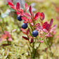 20 Common BILBERRY Fruit Shrub European Blueberry Vaccinium Myrtillus Seeds