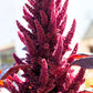 250 PRINCES FEATHER AMARANTHUS Cruentus Oeschberg Purple Red Flower Herb Seeds