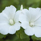 200 ROSE MALLOW MIX (Bush Mallow) Hibiscus Lavatera Trimestris Flower Seeds