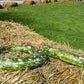 10 SNAKE GOURD Multicolored Craft Gourd Lagenaria Siceraria Vine Seeds