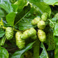 20 NONI Cheese Fruit Great Morinda Citrifolia Indian Beach Mulberry Shrub Tree Seeds