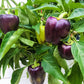 75 PURPLE BEAUTY PEPPER ( Sweet Mild Bell ) Capsicum Annuum Vegetable Seeds