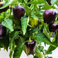 75 PURPLE BEAUTY PEPPER ( Sweet Mild Bell ) Capsicum Annuum Vegetable Seeds