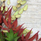 100 NORTHERN SEA OATS Grass Inland Chasmanthium Seeds