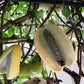 15 CHOCOLATE VINE Edible Fruit Akebia Trifoliata Flower Ornamental Climber Seeds