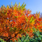 30 FLAMELEAF SUMAC TREE Shining Dwarf Winged Rhus Schmaltzia Copallina Seeds