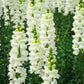 250 WHITE SNOWFLAKE SNAPDRAGON Antirrhinum Majus Flower Seeds