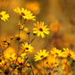 250 MAXIMILIAN (Prairie) SUNFLOWER Helianthus Maximiliani Flower Seeds