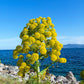 15 GIANT FENNEL Ferula Communis Gigantea Yellow Flower Herb Seeds