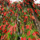 40 CRIMSON BOTTLEBRUSH Callistemon Citrinus Flowering Shrub Bush Small Tree Seeds