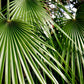 5 MEDITERRANEAN FAN PALM European Dwarf Tree Shrub Chamaerops Humilis Seeds