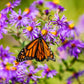 100 Purple NEW ENGLAND ASTER (Michaelmas Daisy) Aster Novae var Angliae Flower Seeds