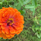 250 ORANGE KING ZINNIA Elegans Flower Seeds
