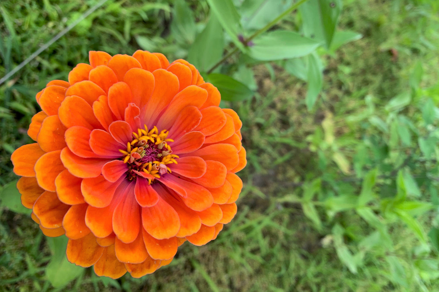 250 ORANGE KING ZINNIA Elegans Flower Seeds