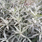 200 PRAIRIE SAGE (Wormwood / Fringed Sagebrush / Sagewort) Artemisia Ludoviciana Flower Seeds