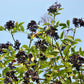 25 American ELDERBERRY FRUIT BUSH Shrub Tree Sambucus Nigra Canadensis Seeds
