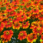 100 HELENIUM ' AUTUMN LEAVES ' Mix Helenium Autumnale Sneezeweed Mixed Colors Flower Seeds