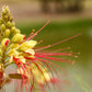 5 DESERT BIRD OF PARADISE Shrub Caesalpinia Gilliesii Poinciana Red & Yellow Flower Seeds