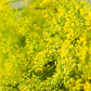 2500 BOUQUET DILL Anethum Graveolens Herb Flower Seeds