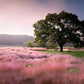 40 PINK MUHLY GRASS Cotton Candy Grass Muhlenbergia Capillaris Native Seeds