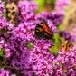 500 OREGANO Origanum Vulgare Herb Purple Butterfly Flower Seeds