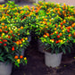 25 JERUSALEM CHERRY Madeira Winter Solanum Pseudocapsicum Flower Seeds