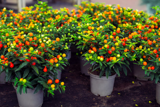 25 JERUSALEM CHERRY Madeira Winter Solanum Pseudocapsicum Flower Seeds