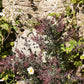 10 PURPLE ACACIA Baileyana Purpurea Fernleaf Mimosa Cootamundra Wattle Tree Yellow Flower Seeds
