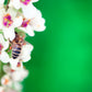 50 WEDDING CANDLES VERBASCUM Chaixii Album Mullein White Purple Flower Seeds