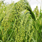 200 PROSO MILLET White Common Panicum Miliaceum Ornamental Grass Vegetable Seeds
