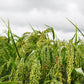200 PROSO MILLET White Common Panicum Miliaceum Ornamental Grass Vegetable Seeds