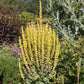150 YELLOW VERBASCUM Thapsus Common Mullein Flower Herb Seeds