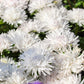 30 WHITE NEEDLE ASTER Callistephus Chinensis Unicom Flower Seeds