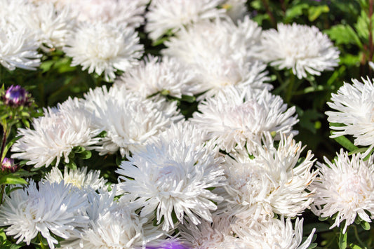 30 WHITE NEEDLE ASTER Callistephus Chinensis Unicom Flower Seeds