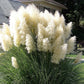 200 WHITE PAMPAS GRASS Cortaderia Selloana Ornamental Flower Seeds