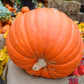 25 BIG MAX PUMPKIN Cucurbita Maxima Vegetable Seeds (Grow 100 pound pumpkins!)