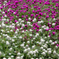 50 GLOBE AMARANTH MIX Gomphrena Globosa Mixed Colors Amaranthus Flower Seeds