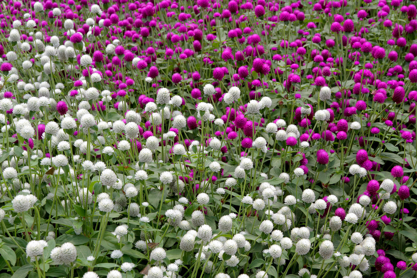 50 GLOBE AMARANTH MIX Gomphrena Globosa Mixed Colors Amaranthus Flower Seeds