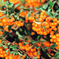 100 SEABERRY Sea Buckthorn Elaeagnus Hippophae Rhamnoides Orange Berry Fruit Shrub Yellow Flower Silver Foliage Seeds