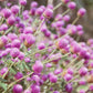50 GLOBE AMARANTH MIX Gomphrena Globosa Mixed Colors Amaranthus Flower Seeds