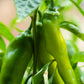 300 ANAHEIM CHILI PEPPER (New Mexico Chili Pepper) Capsicum Annuum Vegetable Seeds