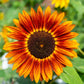 25 INDIAN BLANKET SUNFLOWER Helianthus Annuus Mixed Colors Flower Seeds