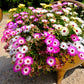 200 MIXED Colors ICE PLANT ( Mesembryanthemum Daisy / Livingstone Daisy ) Dorotheanthus Bellidiformis Flower Seeds