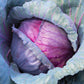 500 RED ACRE CABBAGE Brassica Oleracea Capitata Vegetable Seeds