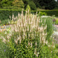 1000 CULVERS ROOT (Black Root) Veronicastrum Virginicum Flower Seeds